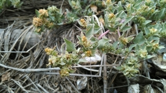 Atriplex maximowicziana