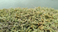 Atriplex maximowicziana