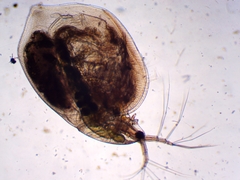 Simocephalus exspinosus