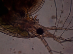 Simocephalus exspinosus