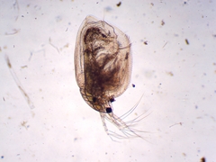 Simocephalus exspinosus