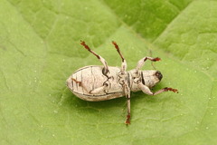 Pachyrhinus squamosus