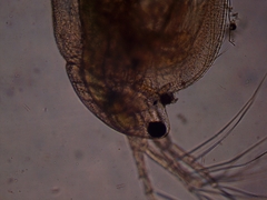 Simocephalus exspinosus