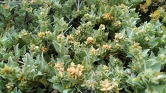 Atriplex maximowicziana