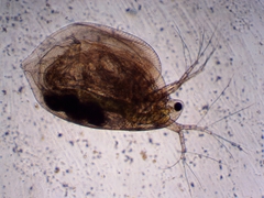 Simocephalus exspinosus