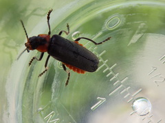 Cantharis reichei