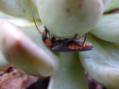 Cantharis reichei
