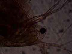 Simocephalus exspinosus