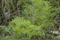 Astragalus crassicarpus