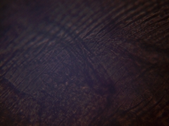 Simocephalus exspinosus