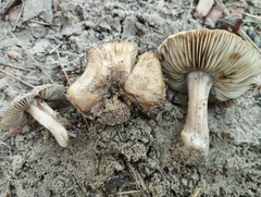 Inocybe dunensis