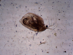 Simocephalus exspinosus