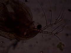 Simocephalus exspinosus