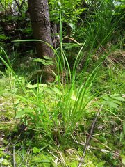 Carex gynandra