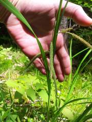 Carex gynandra