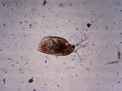 Simocephalus exspinosus