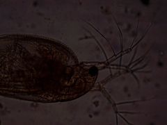 Simocephalus exspinosus