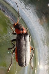 Cantharis reichei