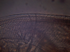 Simocephalus exspinosus