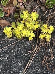 Sedum tetractinum