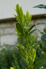 Psylla buxi