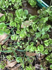 Sedum tetractinum