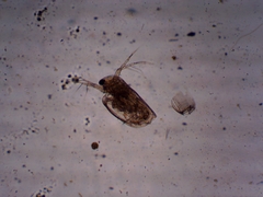 Simocephalus exspinosus