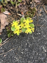 Sedum tetractinum