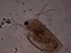 Simocephalus exspinosus