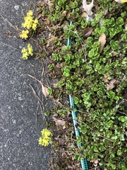 Sedum tetractinum