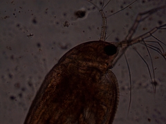 Simocephalus exspinosus