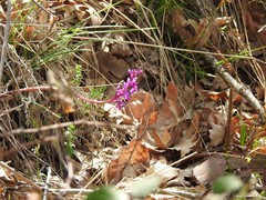 Cruciata glabra