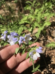 Polemonium pulcherrimum delicatum