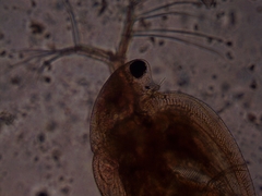 Simocephalus exspinosus