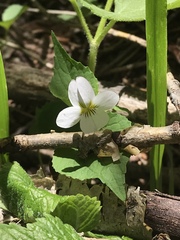 Viola canadensis scopulorum