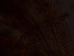 Simocephalus exspinosus