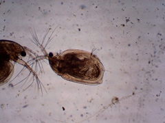 Simocephalus exspinosus