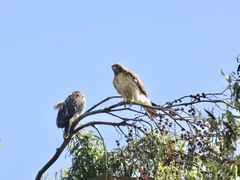 Buteo jamaicensis