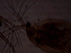 Simocephalus exspinosus