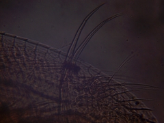 Simocephalus exspinosus