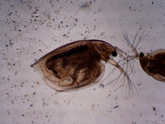Simocephalus exspinosus