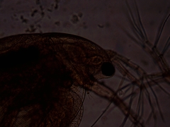 Simocephalus exspinosus