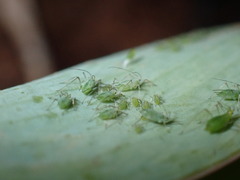 Macrosiphum