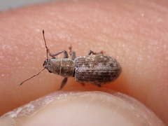 Pachyrhinus squamosus