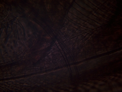 Simocephalus exspinosus