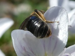 Andrena rugosa