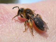 Andrena rugosa