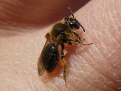 Andrena rugosa