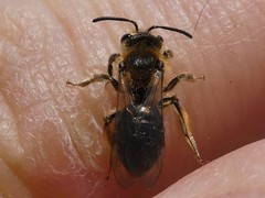 Andrena rugosa