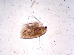 Simocephalus exspinosus